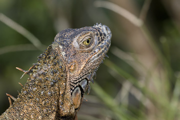 Grüner Leguan (Baumhuhn) in Costa Rica