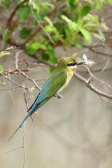 Blue tailed bee eater in Jhirna Forest