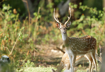Spotted deer in Bijrani forest © Dr Ajay Kumar Singh