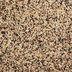 Wild Rice