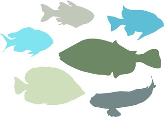 Silhouettes of marine fishes