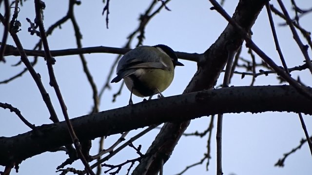 Tit on a tree