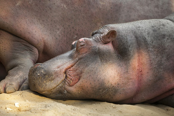 hippopotamus