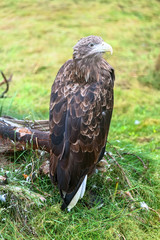 hawk