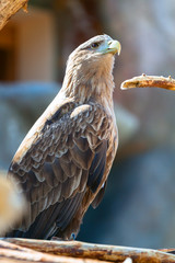 Portrait of a hawk