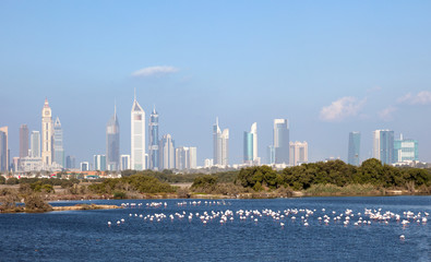 Dubai skyline with falmingos in foreground, UAE