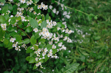 texture spring flowers jasmine with drops of rain