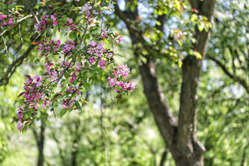 Cherry tree flowers