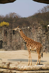 동물이미지