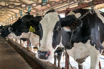 Cows on farm.