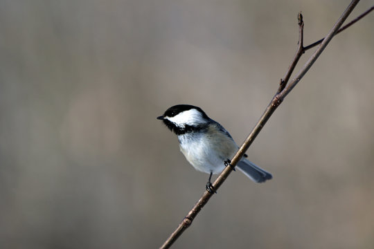 M&eacute;sange &agrave; t&ecirc;te noire