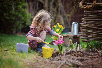 child girl planting hyacinth flowers in spring garden