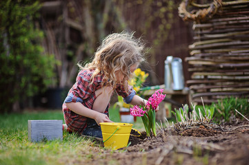 child girl planting hyacinth flowers in spring garden