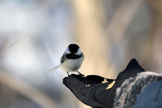 M&eacute;sange &agrave; t&ecirc;te noire