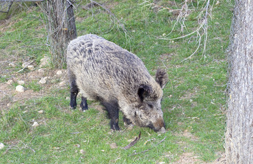 Beautiful wild boar