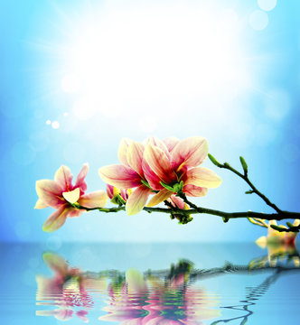 Fototapeta Spring flower magnolia background