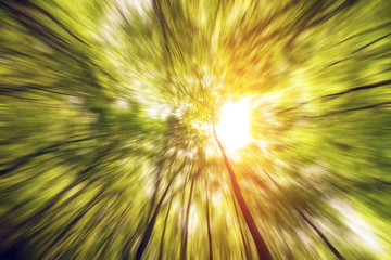 Fototapeta premium Trees in the woods, view from bellow towards the sun on the sky.