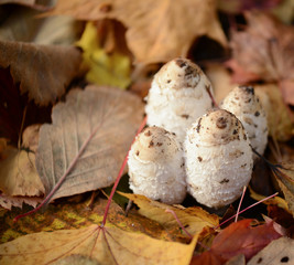 Autumn forest eatable mushrooms close-up