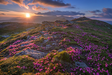 rhododendron