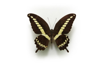 Fototapeta premium 동물이미지