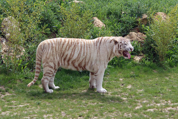 Fototapeta na wymiar Parc des félins, tigre blanc