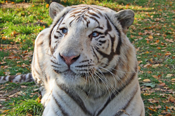 Parc des félins, tigre blanc