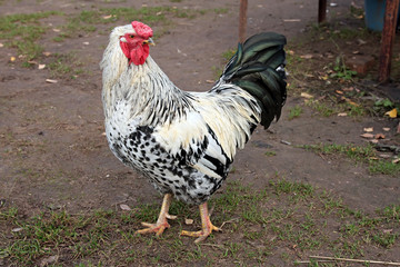 Colorful Rooster.