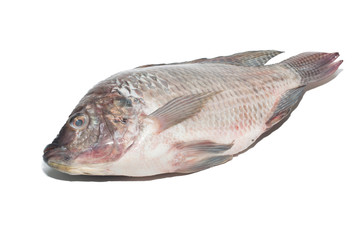 fresh tilapia fishes isolate on white