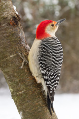 Red-bellied Woodpecker (male) in the snow