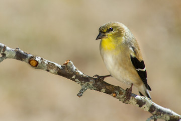Gold Finch (non-breeding)