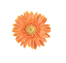 Orange Gerbera bloom Flowers