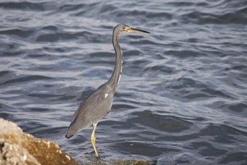 Gray Heron