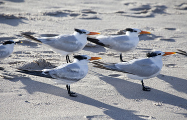 Fototapeta premium Ocean Bird Family