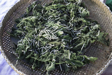 Silkworm mulberry Thailand