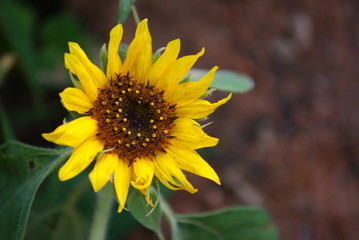 Fototapeta premium 식물이미지