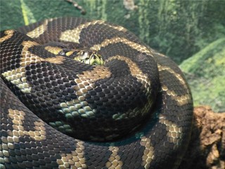 Serpent enroulé