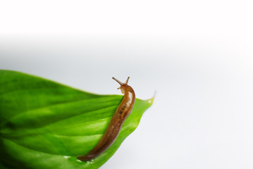 Obraz premium 연체동물이미지