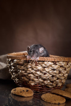 brown  domestic rat