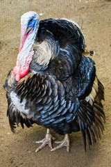 North American Wild Turkey - Wild Turkey is native to America