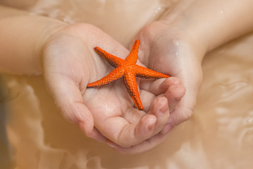 children's hands and starfish
