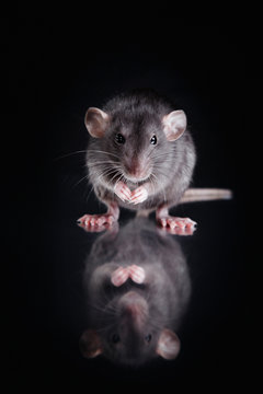 brown  domestic rat on a black background