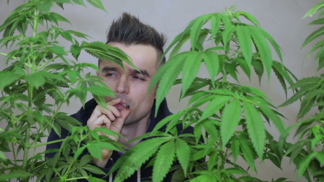 Young casual man smoking Marijuana joint between Cannabis plants