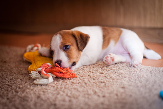 puppy Jack Russell Terrier