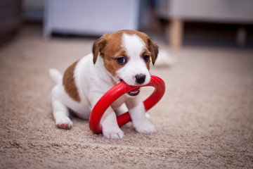 puppy Jack Russell Terrier © Anna Averianova