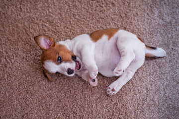 puppy Jack Russell Terrier