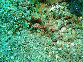 Hairy Scorpionfish