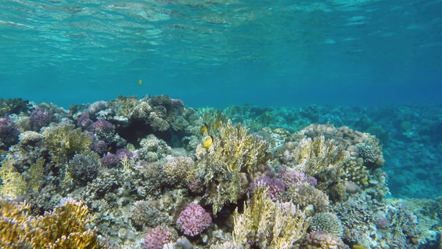 Beautiful underwater landscape with fish swim among corals in th