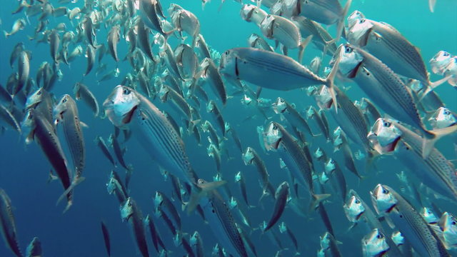 school of Indian mackerel (Rastrelliger kanagurta) feeding in Re