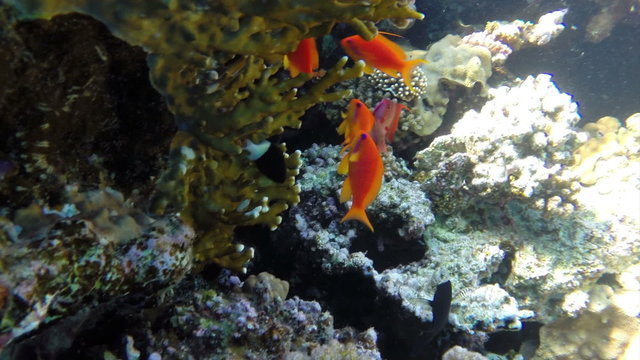 Jewel Fairy Basslets (Pseudanthias Squamipinnis) at coral in Red