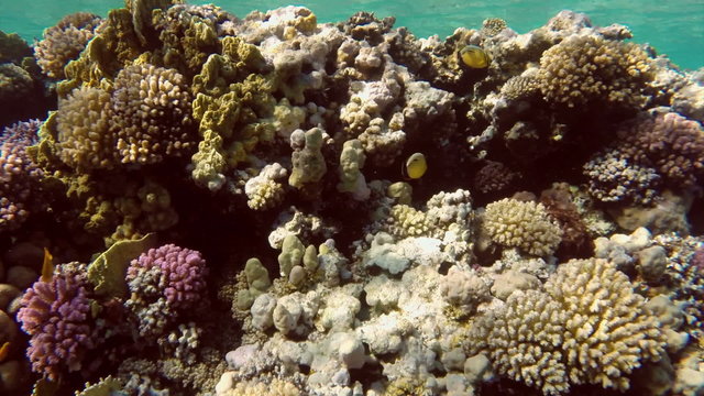 Fish swim among corals in the Red Sea - Egypt
